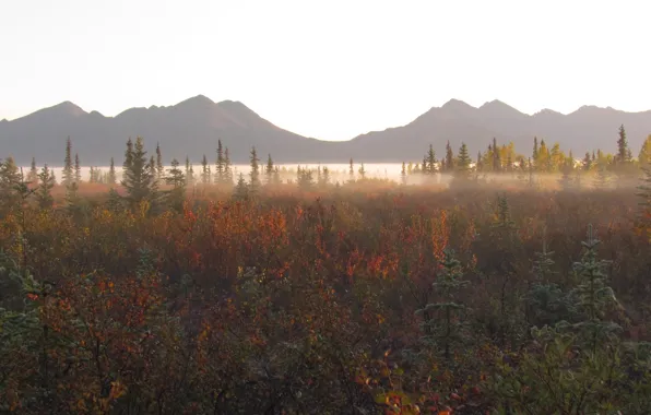 Picture forest, mountains, nature, fog