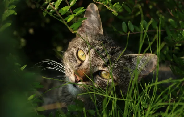 Greens, cat, summer, grass, cat, look, leaves, light