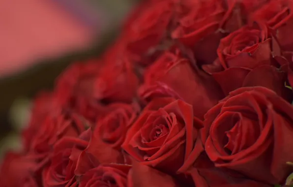 Macro, roses, bouquet, buds, red roses
