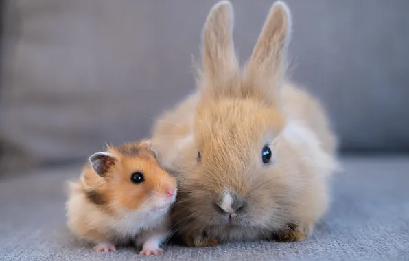 Look, sofa, hamster, rabbit, kids, red, grey background, a couple
