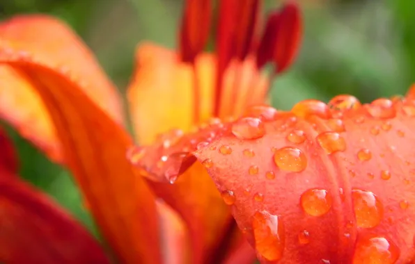 Drops, flowers, Rosa, Lily, petals