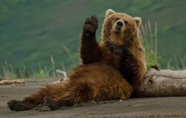 Sand, nature, pose, shore, paws, bear, log, sitting
