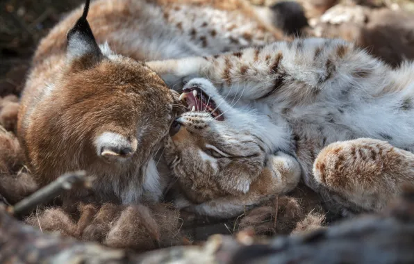 Picture animals, predators, pair, lynx, Oleg Bogdanov, tenderness