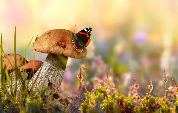 Nature, mushrooms, morning