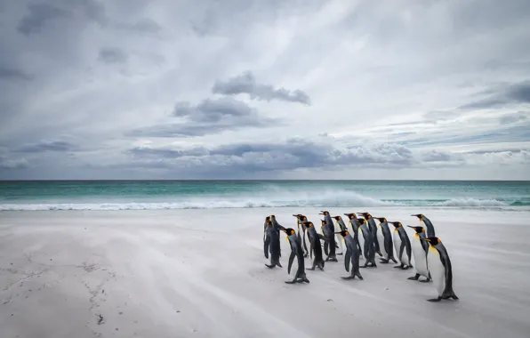 Sea, wave, beach, clouds, birds, shore, pack, penguins