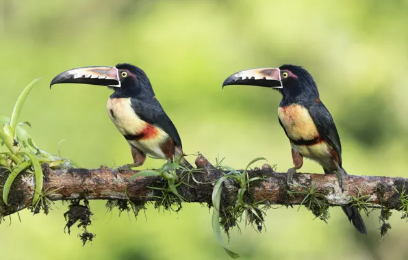 Birds, branch, pair, Toucan, toucans, two toucans
