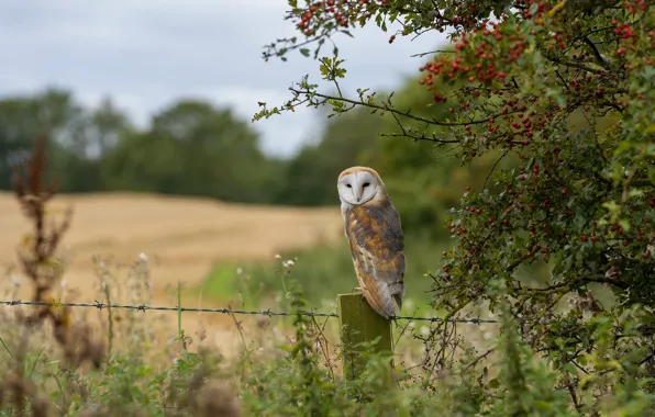 Field, branches, berries, owl, bird, the fence, wire, fruit