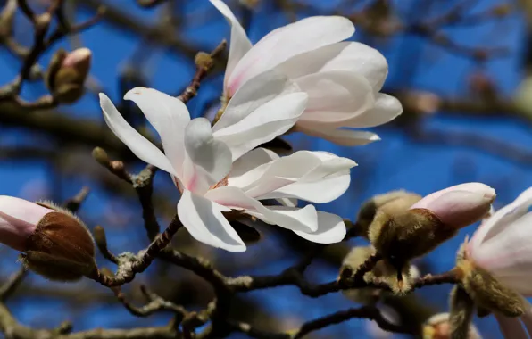 Flowers, spring, flowering, Magnolia