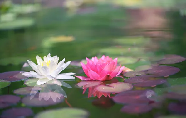 White, water, red, Nymphaeum