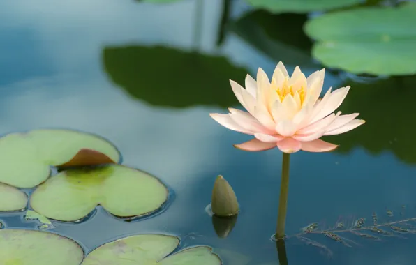 Water, loneliness, Nymphaeum