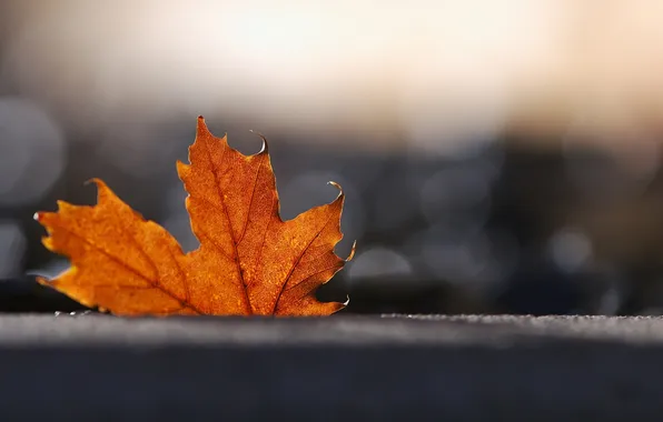 Autumn, macro, photo, background, Wallpaper, leaf, blur, bokeh