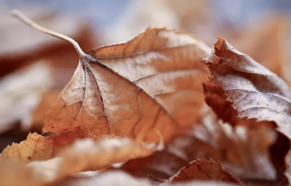 Picture autumn, leaves, leaves, macro Wallpaper, full hd wallpapers 2560x1440, leaf walls, autumn Wallpapers images