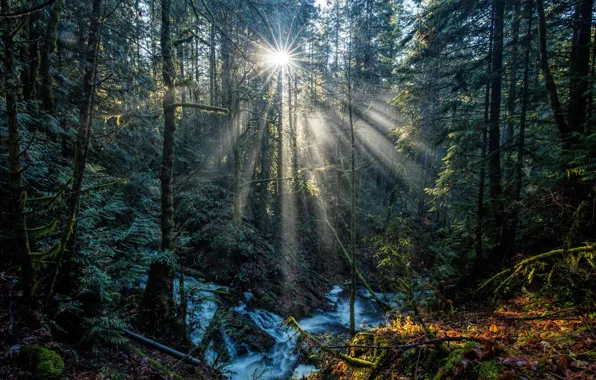 Forest, leaves, the sun, rays, trees, stream, moss, Canada