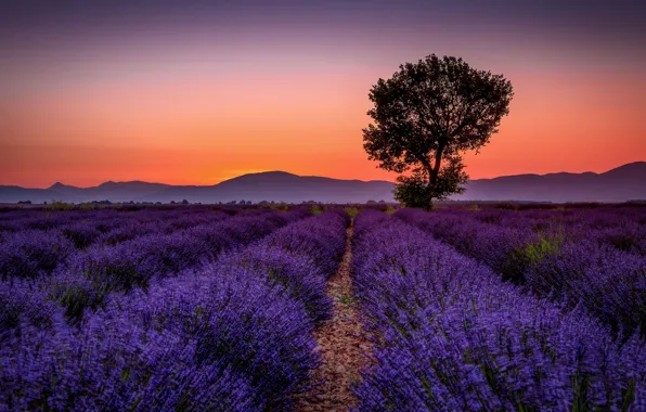 Field, summer, the sky, sunset, flowers, mountains, strip, tree