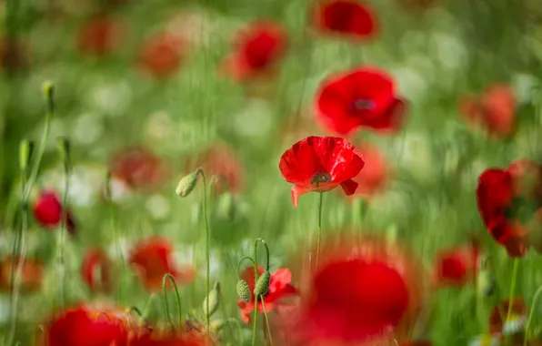 Picture summer, flowers, red, glade, bright, Mac, Maki, meadow