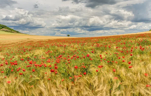Field, summer, Maki