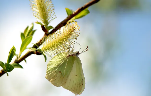 Picture macro, butterfly, nature, Verba, spring, leaves