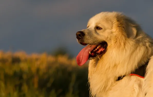 Language, dog, wool, dog