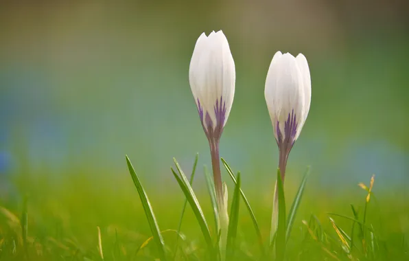 Grass, leaves, flowers, spring, crocuses, white, Duo, clearing