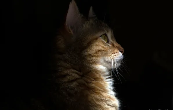 Picture cat, cat, light, shadow, muzzle, profile