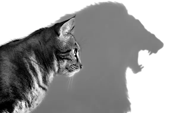 Picture cat, feline, leon shadow