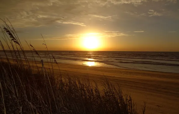 Sea, the sky, grass, clouds, sunset, plant