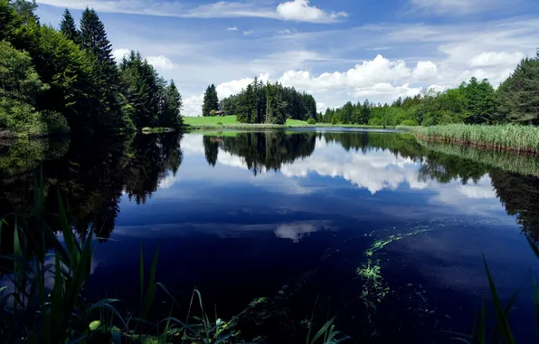 Forest, the sky, grass, clouds, nature, lake