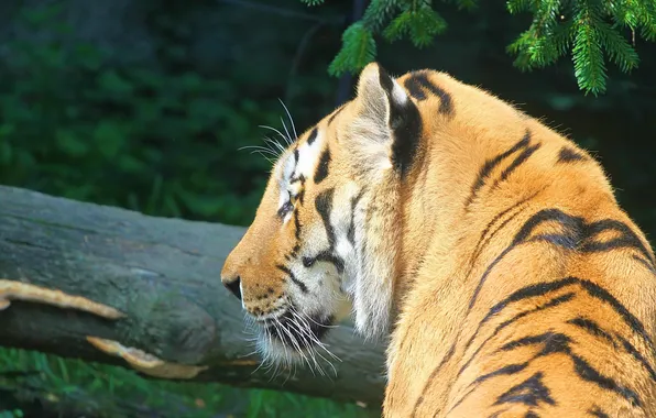 Strips, tiger, predator, profile