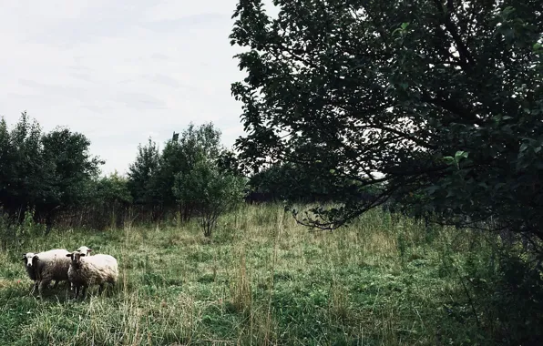Grass, green, tree, sheep, nature .