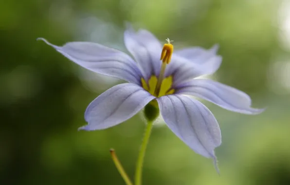 Flower, lilac, green background