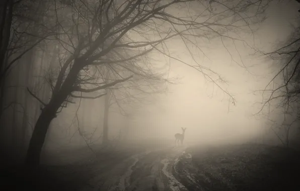 Picture forest, trees, landscape, nature, forest, deer, misty, trees
