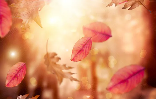 Autumn, leaves, falling leaves, blur