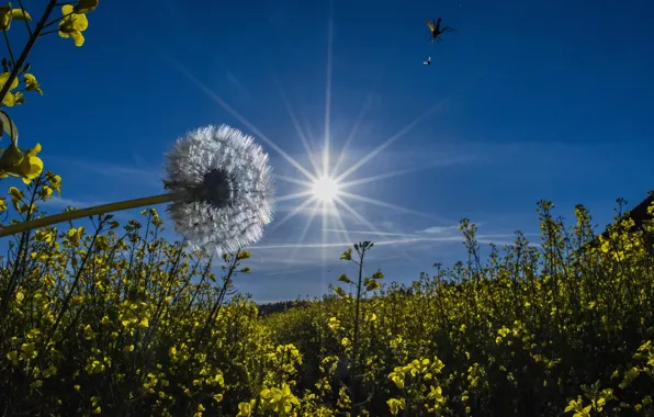 The sky, the sun, rays, flowers, dandelion