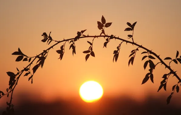 Picture the sun, stem, bokeh