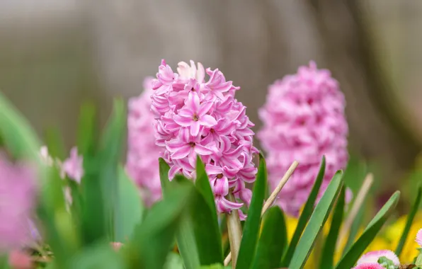 Picture leaves, flowers, background, spring, pink, bokeh, hyacinths