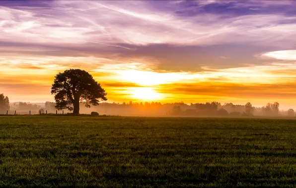 Picture field, the sky, grass, the sun, clouds, trees, fog, tree