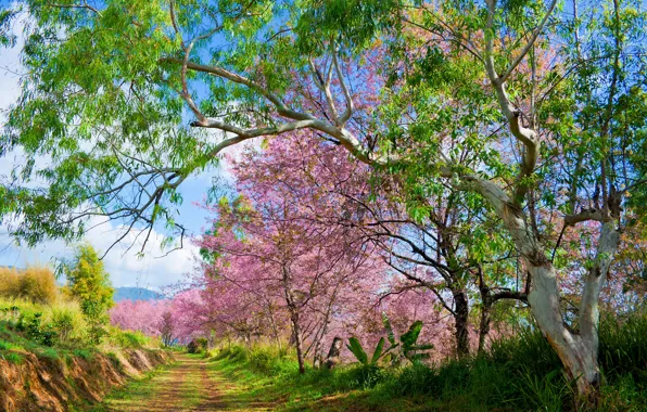 Trees, branches, Park, spring, Sakura, flowering, nature, pink