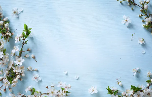 blue spring flowers background