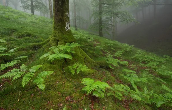 Picture forest, leaves, fog, tree, plants, slope, the ravine