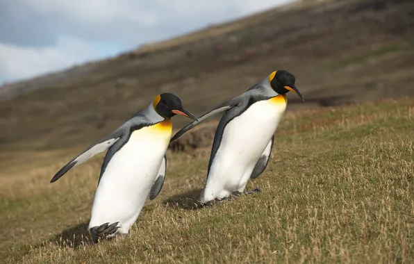 Picture nature, penguins, North