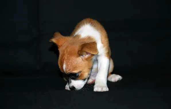 Background, dog, puppy