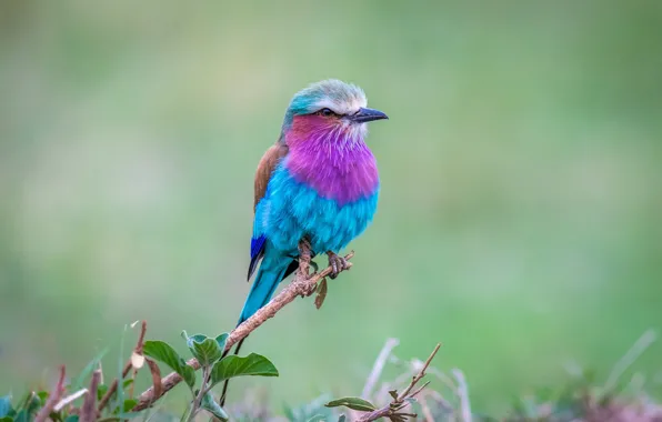 Picture leaves, branches, background, bird, branch, Africa, Coracias caudata, Sirenevaya roller