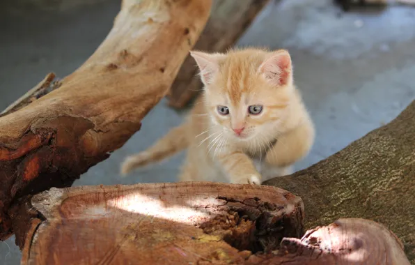 Trees, stump, red, kitty, blue-eyed