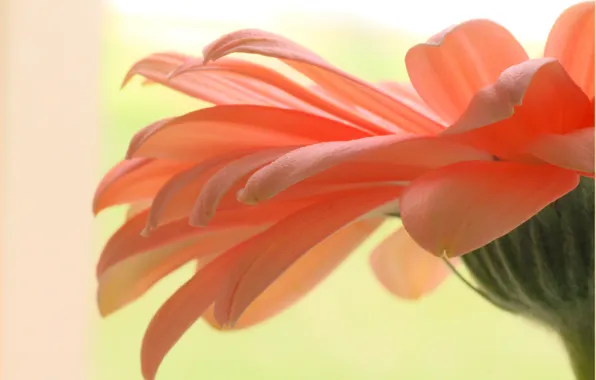 Flower, plant, petals, gerbera