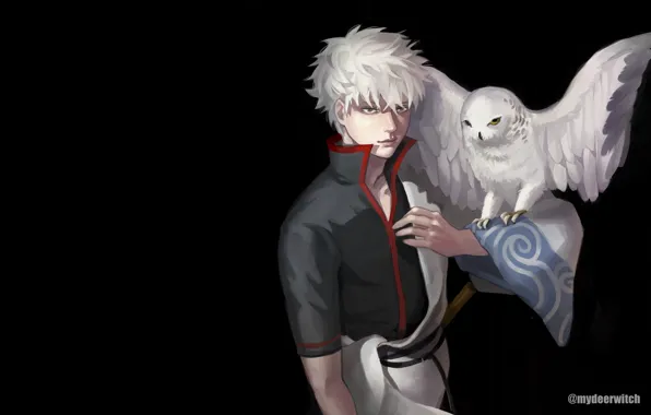 Owl, anime, guy, Gintama, Sakata Gintoki, Gintama