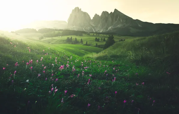 Greens, field, forest, grass, flowers, mountains, fog, spring