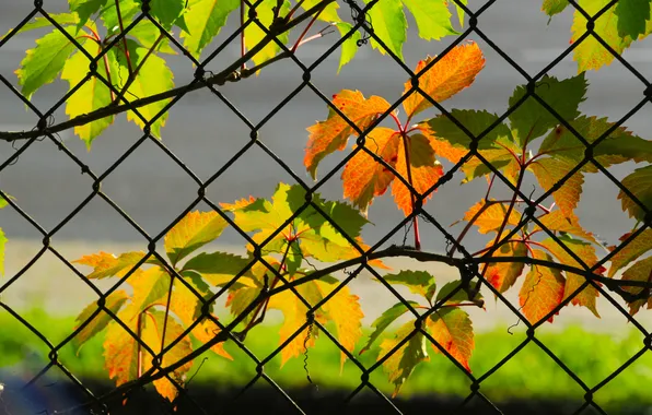 Metal, leafs, fence, color, twig
