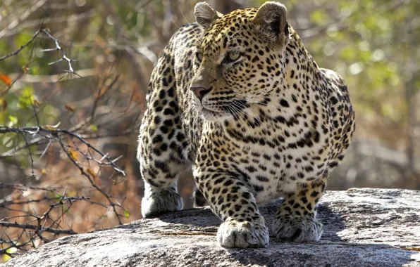 Picture cat, predator, leopard