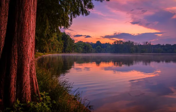 Forest, sunset, lake
