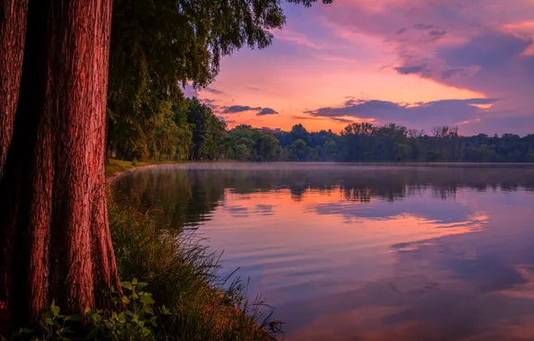 Picture forest, sunset, lake